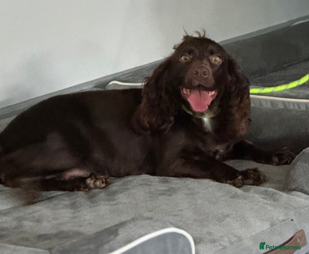 Cocker Spaniel dogs for sale: Loving 4 year old spaniel - Image 3
