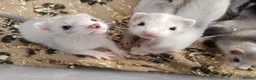 Ferret rodents for sale: Micro x semi angora  - Advert 8