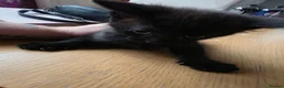 Mixed Breed cats for sale: 8week old black kitten - Advert 8