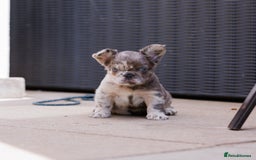 French Bulldog dogs for sale: Fluffy frenchies  - Image 4
