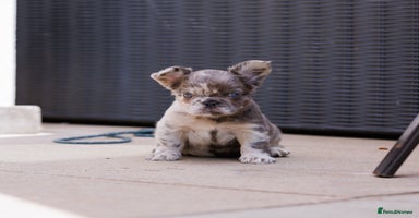 French Bulldog dogs - Advert 15