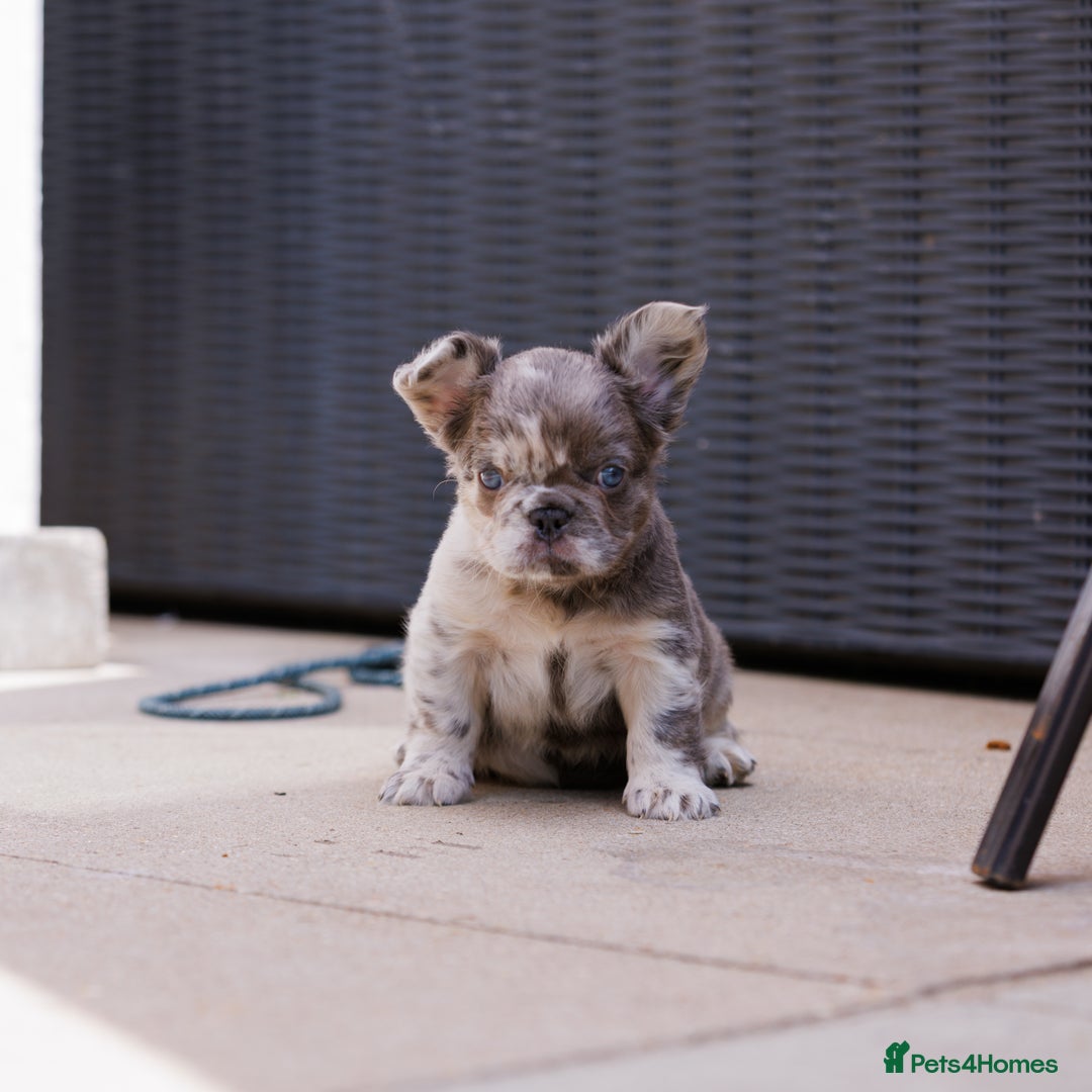 French Bulldog dogs for sale: Fluffy frenchies  - Image 4