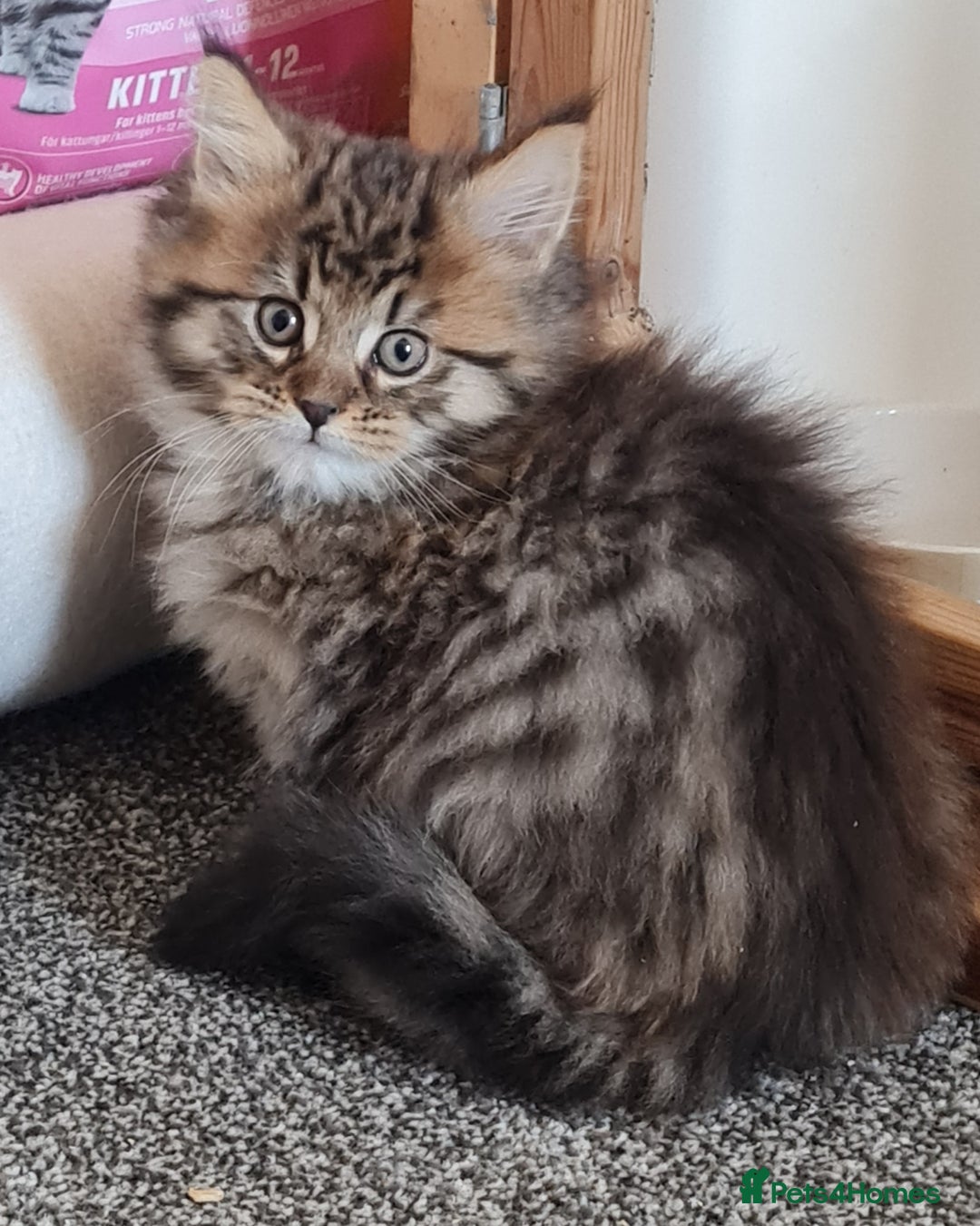 Maine Coon cats for sale: Beautiful Pedigree Mainecoons - Advert 11