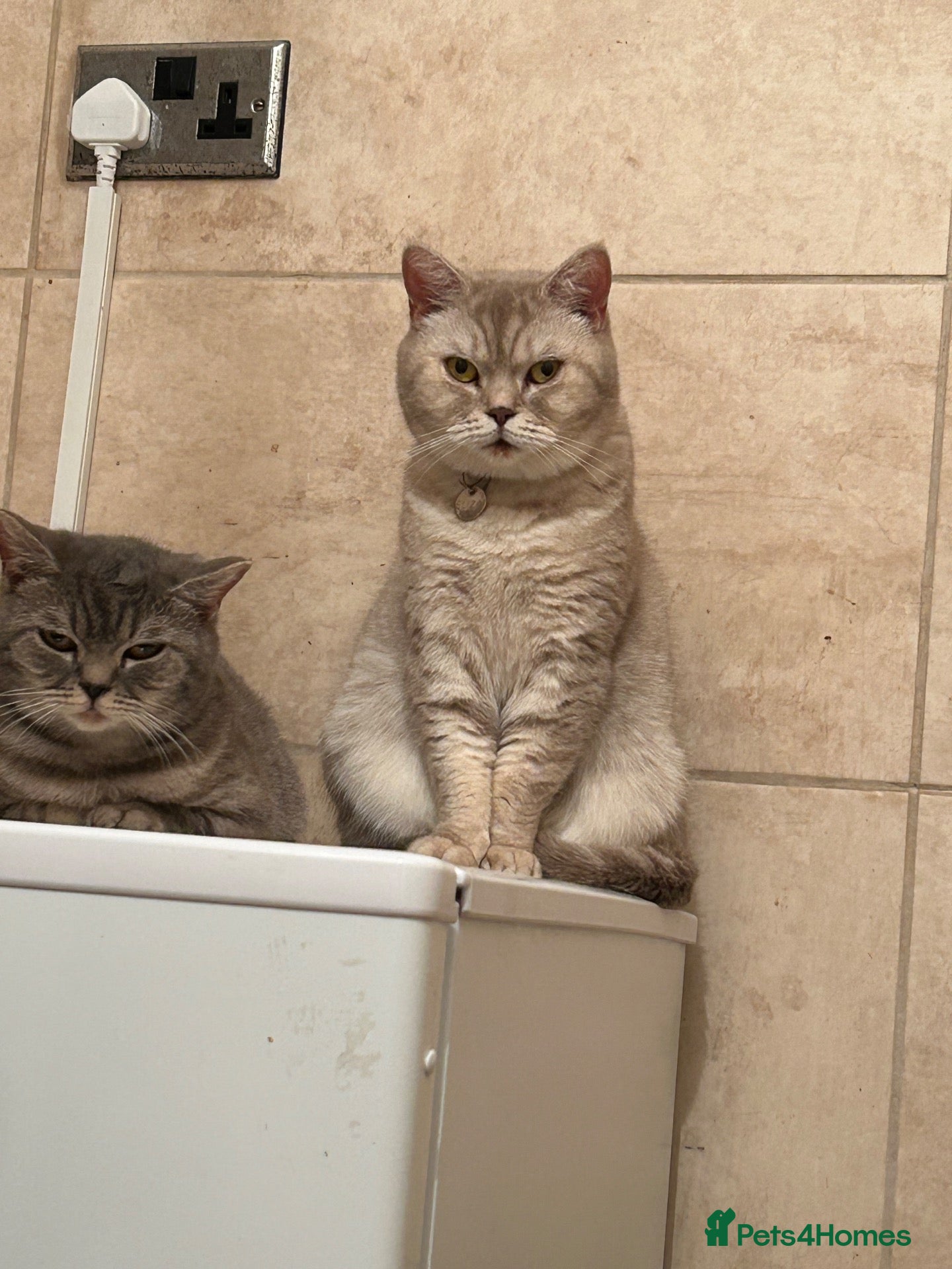 British Shorthair cats British shorthair  - Advert 1
