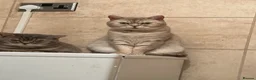 British Shorthair cats for sale: British shorthair  - Advert 1