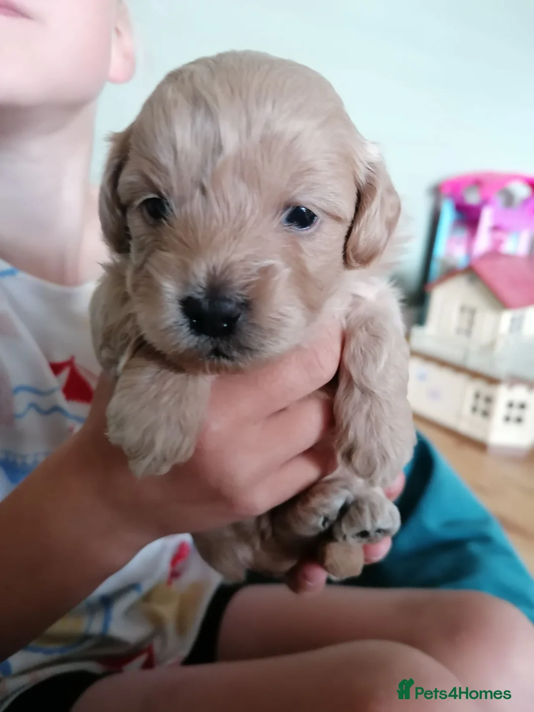 Maltipoo dogs for sale: Maltipoo puppies  - Advert 2