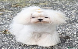Maltese dogs for stud: Amazing Tiny Doll Face Korean Maltese STUD ONLY  - Image 5