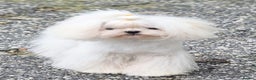 Maltese dogs for stud: Amazing Tiny Doll Face Korean Maltese STUD ONLY  - Advert 5