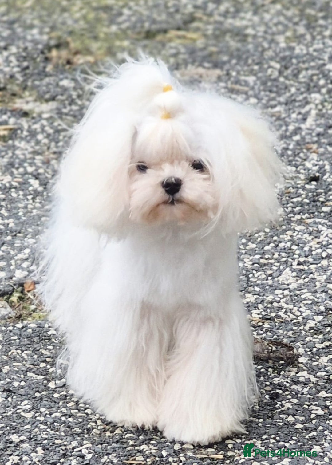 Maltese dogs for stud: Amazing Tiny Doll Face Korean Maltese STUD ONLY  - Image 5