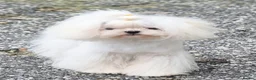 Maltese dogs for stud: Amazing Tiny Doll Face Korean Maltese STUD ONLY  - Advert 5