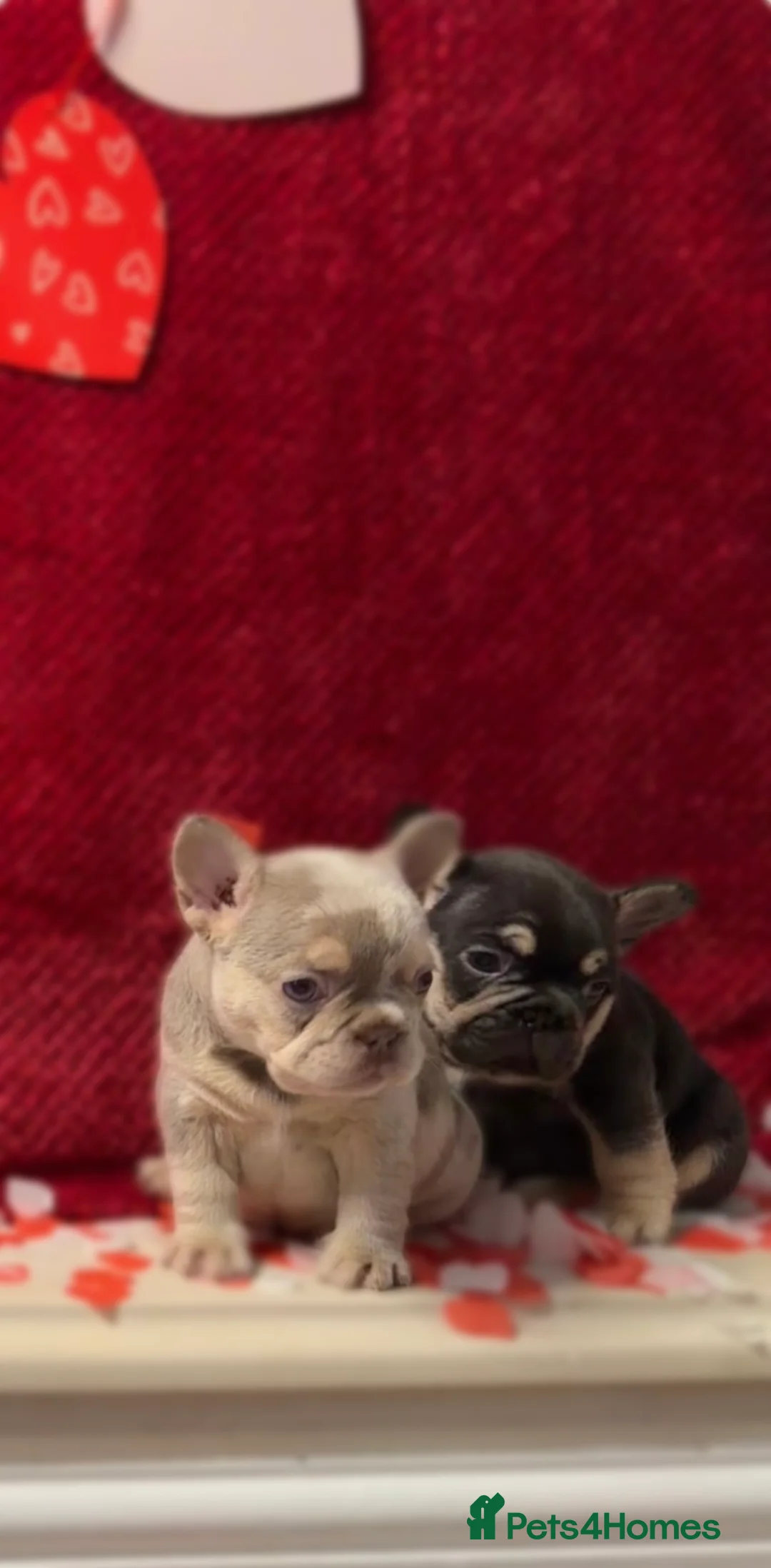 French Bulldog dogs for sale: Stunning KC registered Frenchies😍 4 male 1 female - Advert 10