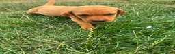 Labrador Retriever dogs for sale: Last Fox Red Girl Remaining, Health Checked - Advert 3