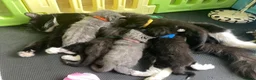Mixed Breed cats for sale: Cute baby kittens in Falkirk - Advert 6