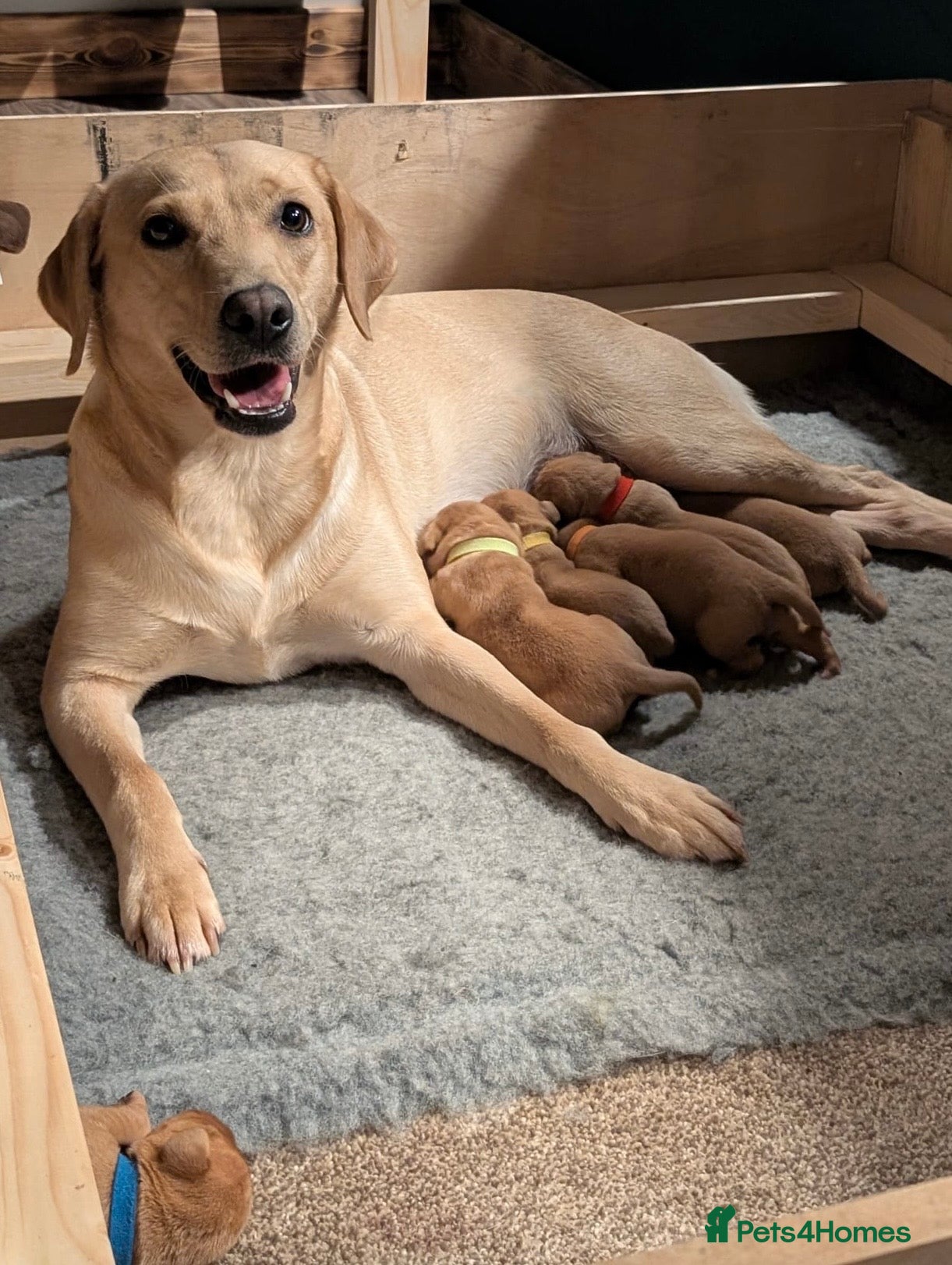 Labrador Retriever dogs Kc registered Labradors puppies - Advert 2