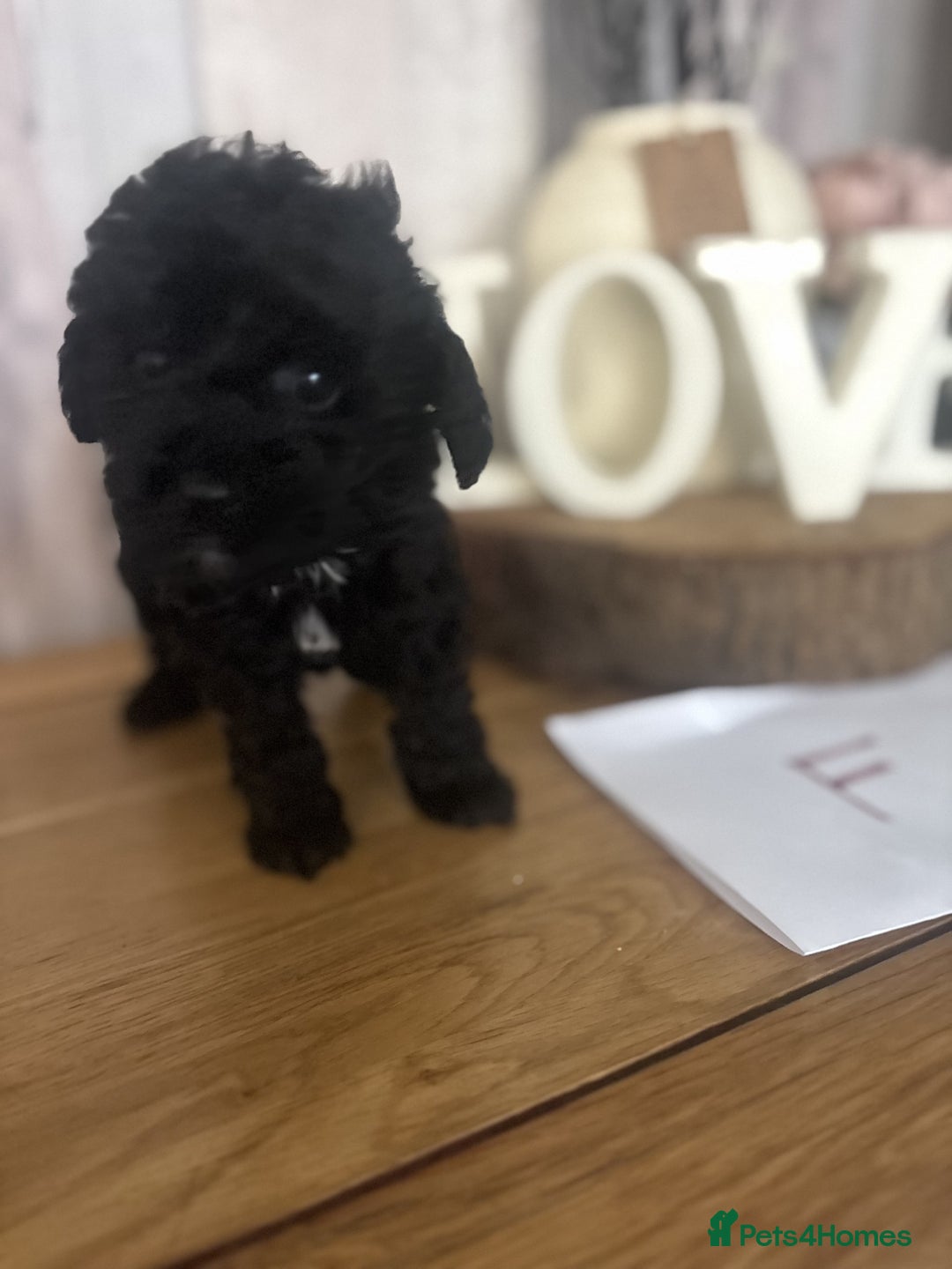 Cockapoo dogs for sale: Cockapoo Puppies looking for their forever homes - Advert 21