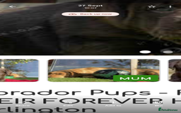 Labrador Retriever dogs for sale: Labrador puppy  - Image 5