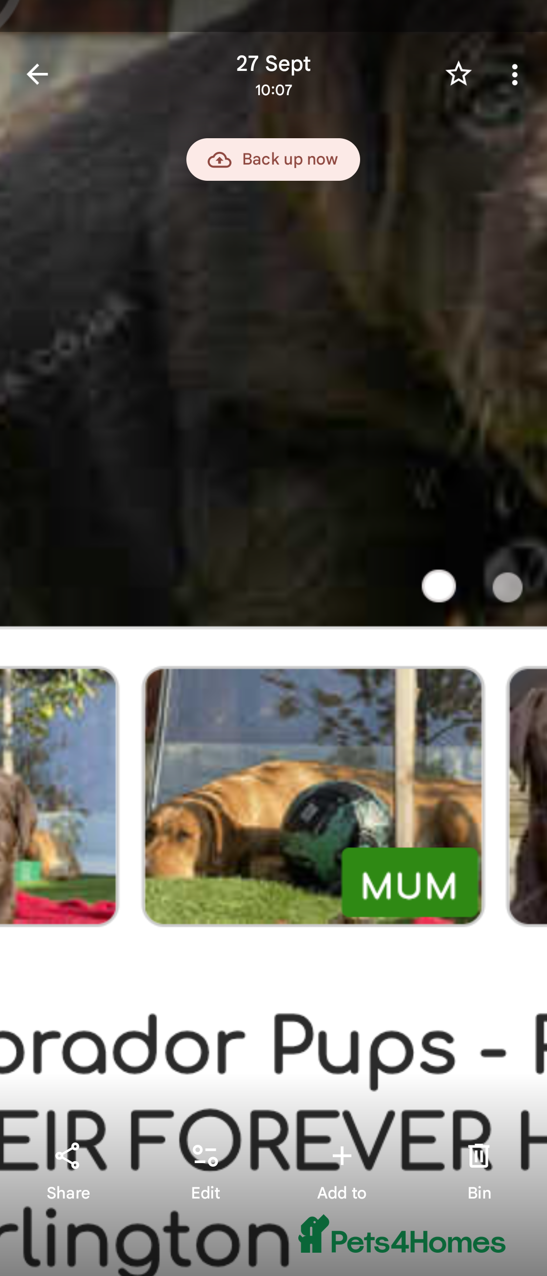 Labrador Retriever dogs for sale: Labrador puppy  - Image 5