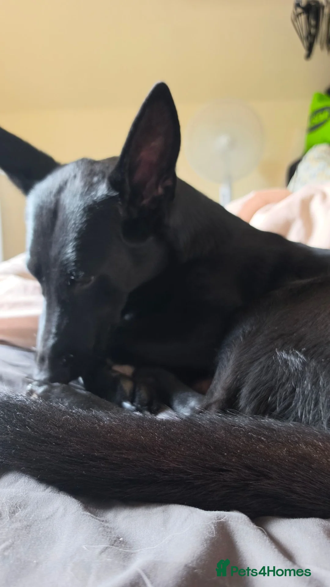 German Shepherd dogs for sale: Exceptional German Shepherd Puppies - Advert 1