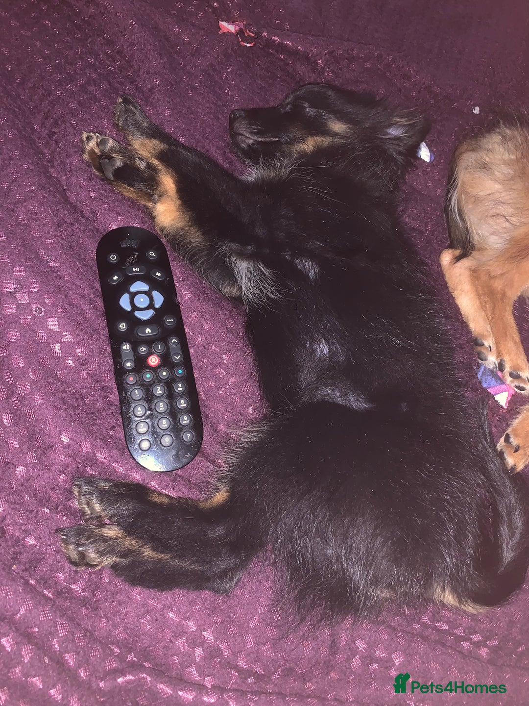 Pomeranian dogs for sale: ****7 Tri/parti Pom pups 3 girls left ** deposit - Image 19