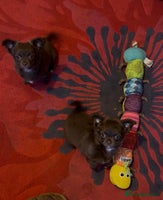 Chihuahua dogs - Advert 8