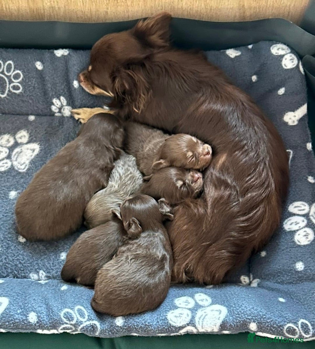 Chihuahua dogs for sale: KC Reg Chocolate and Tan Long-Coat Chihuahua Puppy - Image 9