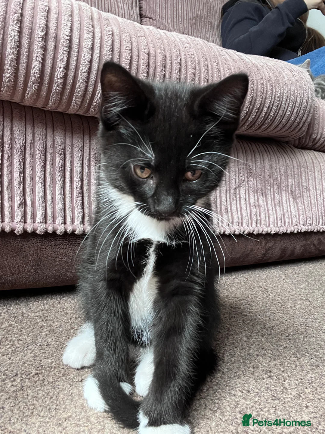 Mixed Breed cats for sale: Happy Kittens for Sale - Advert 2