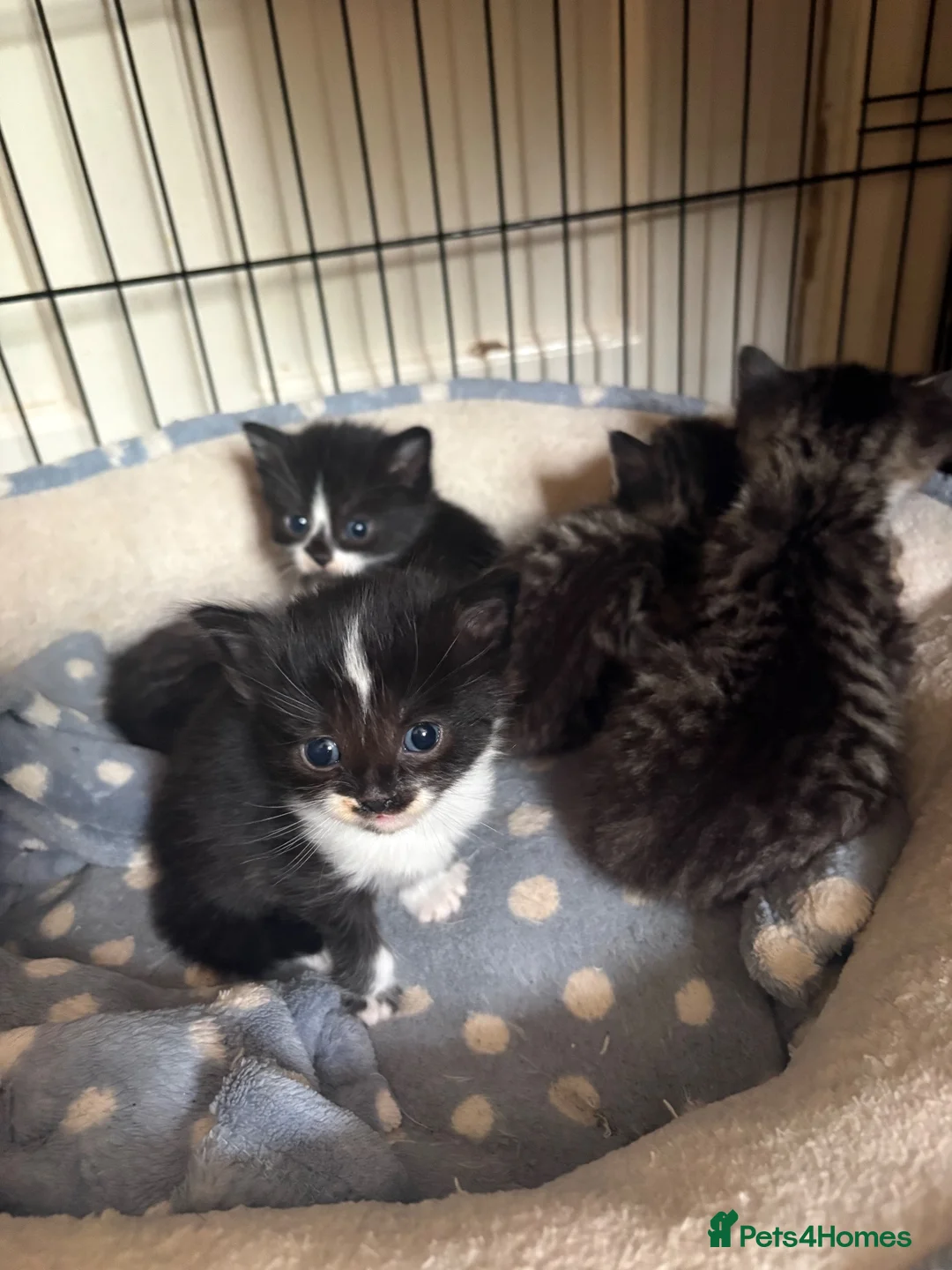 British Shorthair cats for sale: Gorgeous kitten's  - Advert 1