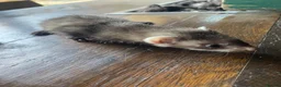Ferret rodents for sale: 2 polecat hobs  in Waterlooville - Advert 7
