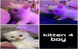 Ragdoll cats for sale: 4 Ragdoll Beauties  - Image 4