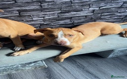 Mixed Breed dogs for sale: Rockie - Image 4