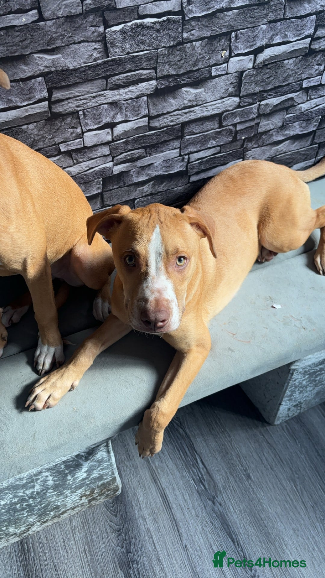 Mixed Breed dogs for sale: Rockie - Image 4