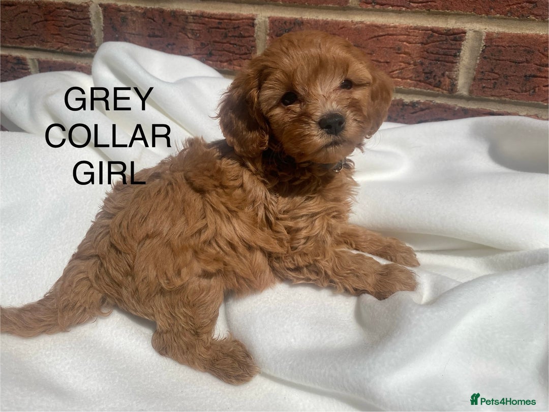 Cavapoo dogs for sale: Extensively DNA 200 tests BVA heart/eyes clear  - Image 13