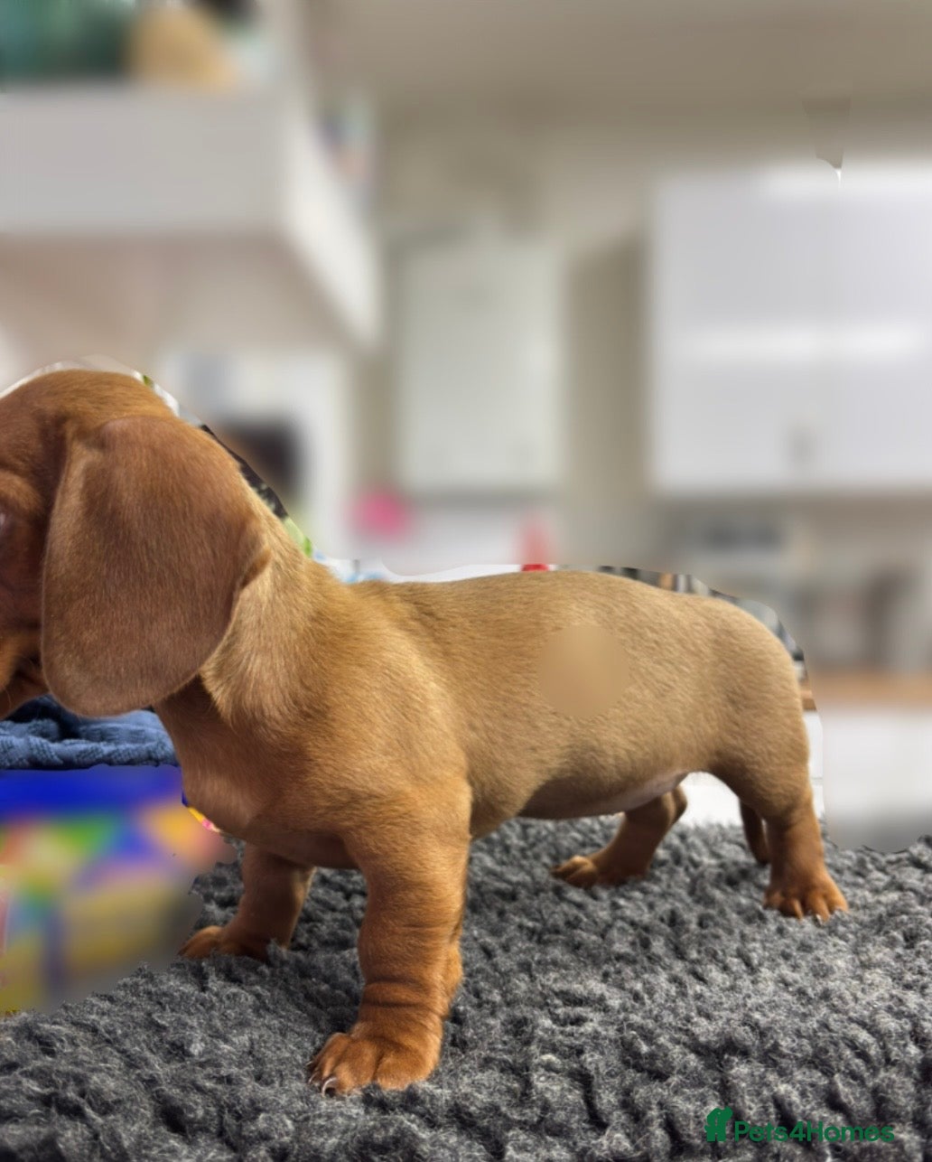 Miniature Dachshund dogs FAWN FEMALE MINI DACHSHUND - Advert 3