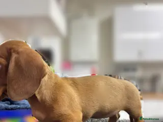 Miniature Dachshund dogs FAWN FEMALE MINI DACHSHUND - Advert 3