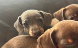 Mixed Breed dogs for sale: Outstanding family pets  - Image 5