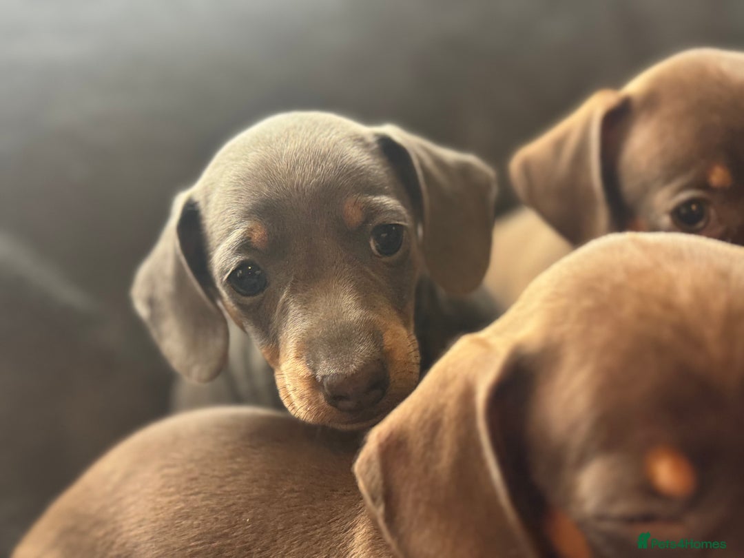 Mixed Breed dogs for sale: Outstanding family pets  - Image 5