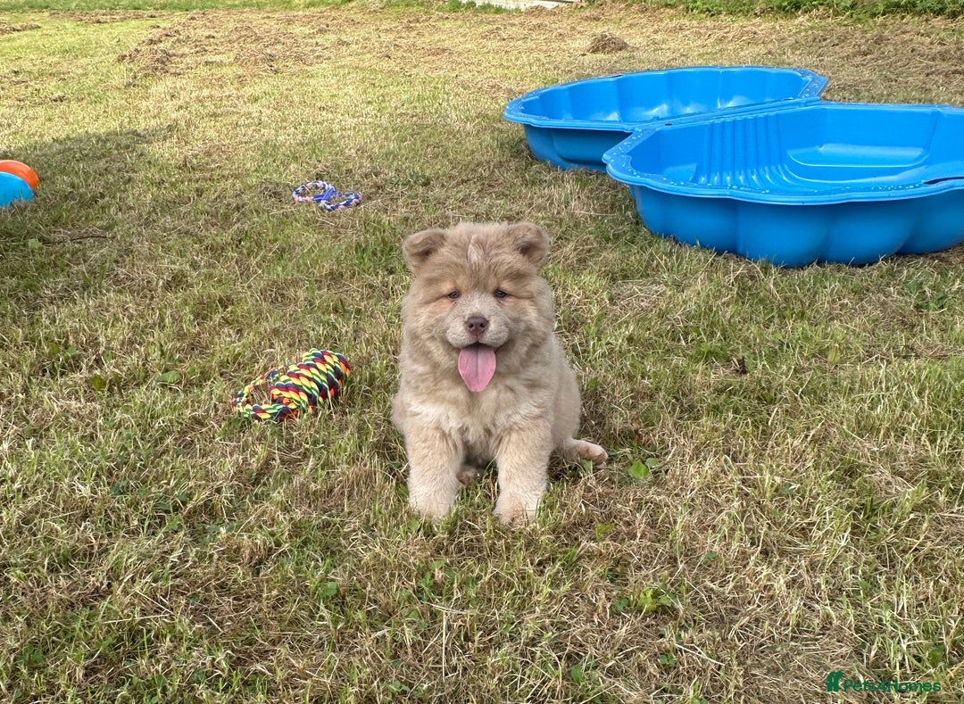 Chow Chow dogs for sale: Exotic colour chowsky puppies for sale  - Image 4