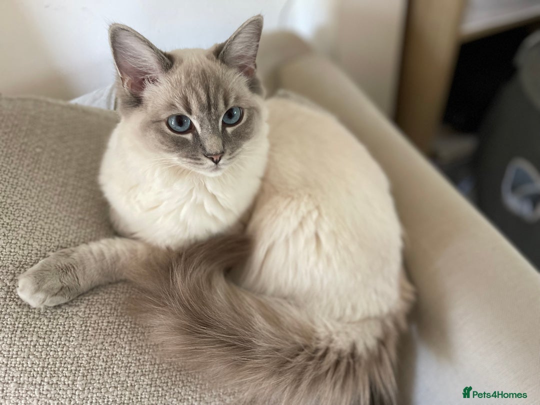 Ragdoll cats for sale: Active Registered GCCF Ragdoll 1 year old Cat - Image 2