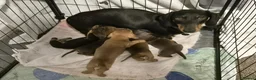 Miniature Dachshund dogs for sale: Miniature Dachshund Puppies  in Caernarfon - Advert 9