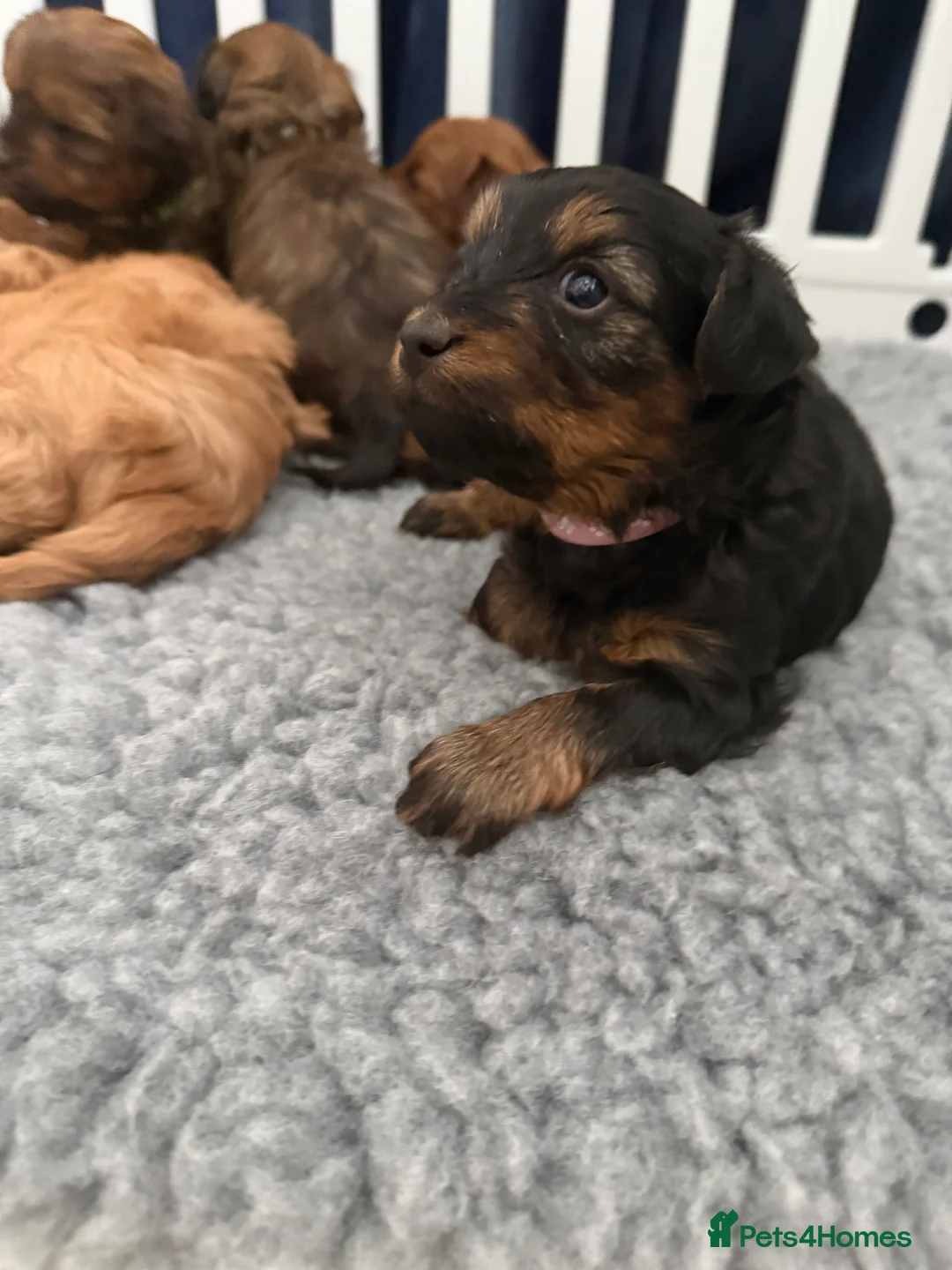 Maltipoo dogs for sale: Maltipoo pups  in Bootle - Advert 2