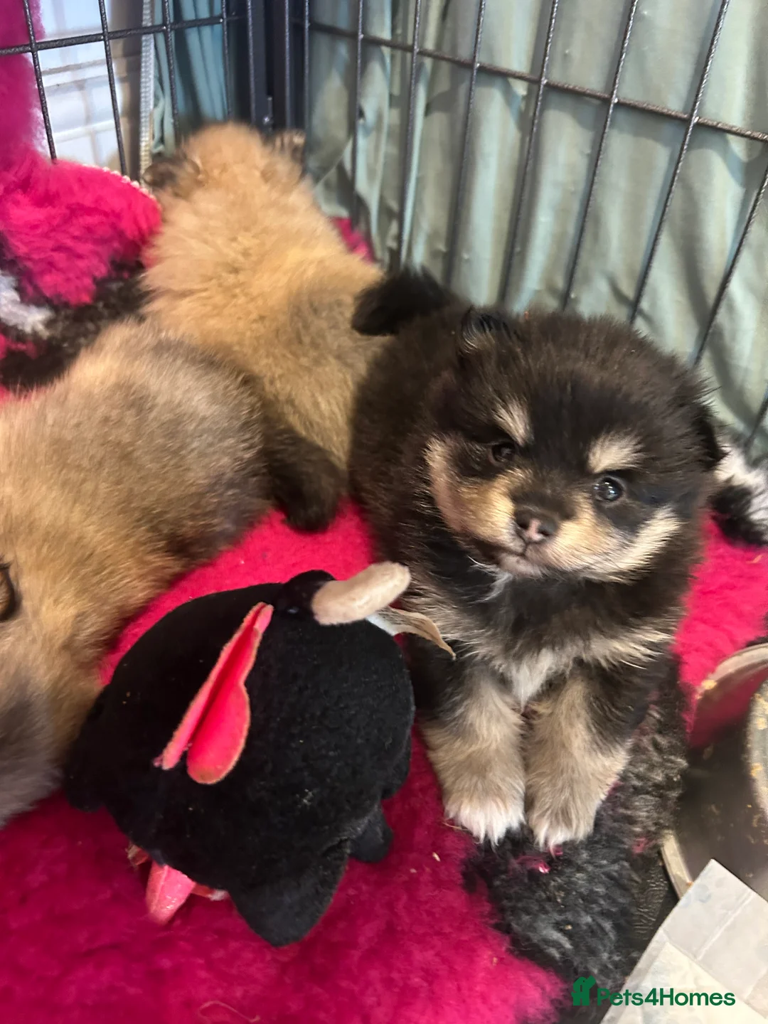 Pomeranian dogs for sale: Kc reg stunning pomeranian puppies  - Advert 13