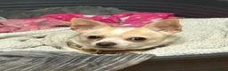 Chihuahua dogs for sale: Male deer head chihuahua - Advert 12