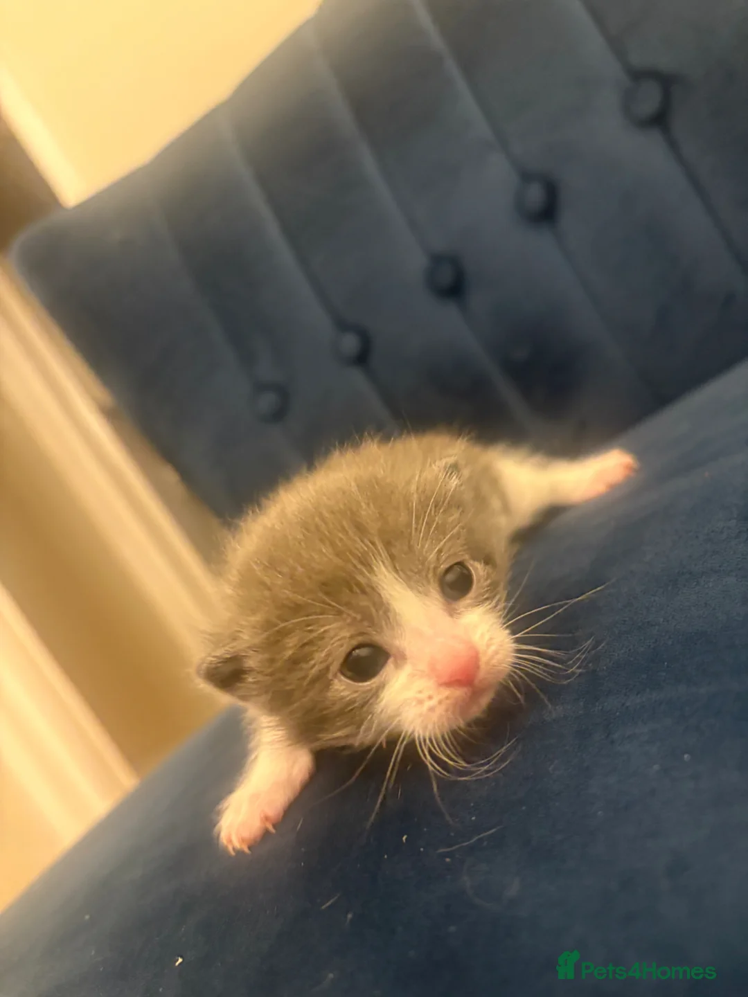 Mixed Breed cats for sale: Kittens for sale  - Advert 9