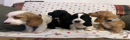 Cocker Spaniel dogs for sale: Show cocker spaniels  - Advert 10