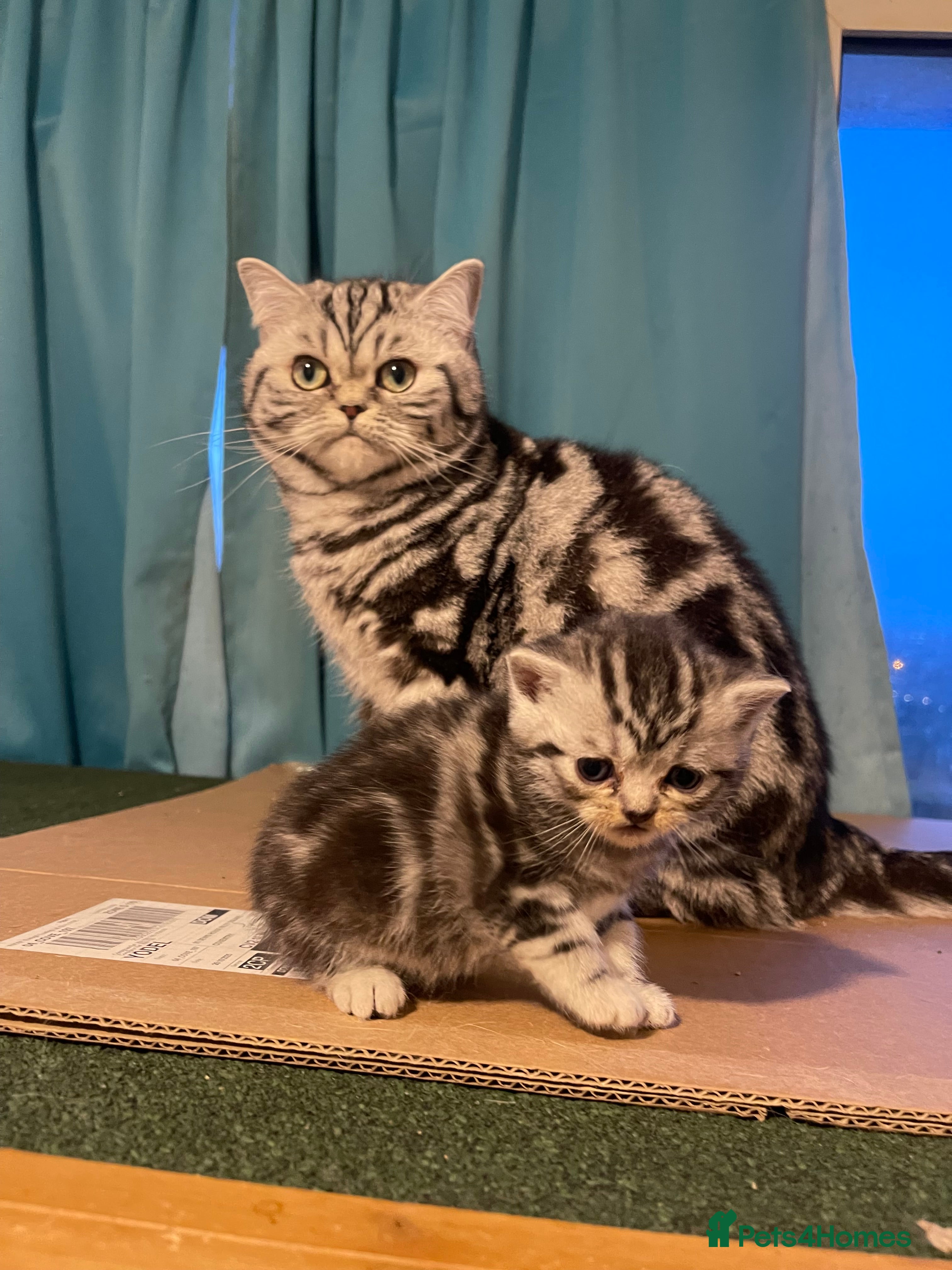 British Shorthair cats Bsh. Silver Tabby Classic .GCCF . - Advert 2