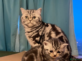 British Shorthair cats Bsh. Silver Tabby Classic .GCCF . - Advert 2