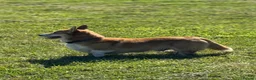 Welsh Corgi Cardigan dogs for stud: Beautiful KC Corgi Stud  - Advert 8