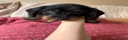 Dachshund dogs for sale: 5 Standard wire hair daschunds - Advert 6