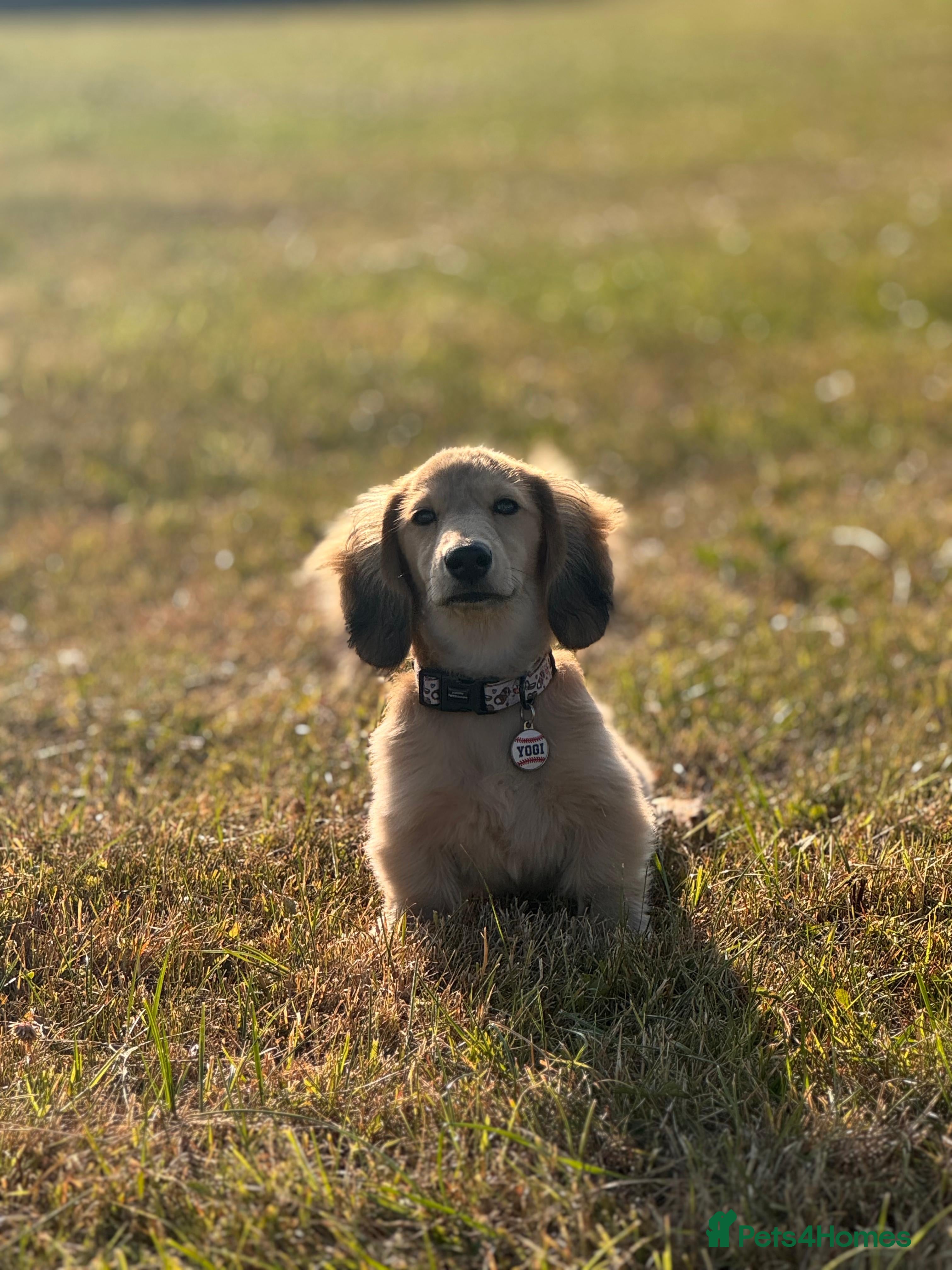 Miniature Dachshund dogs Yogi B - Advert 1