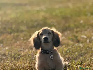 Miniature Dachshund dogs Yogi B - Advert 1